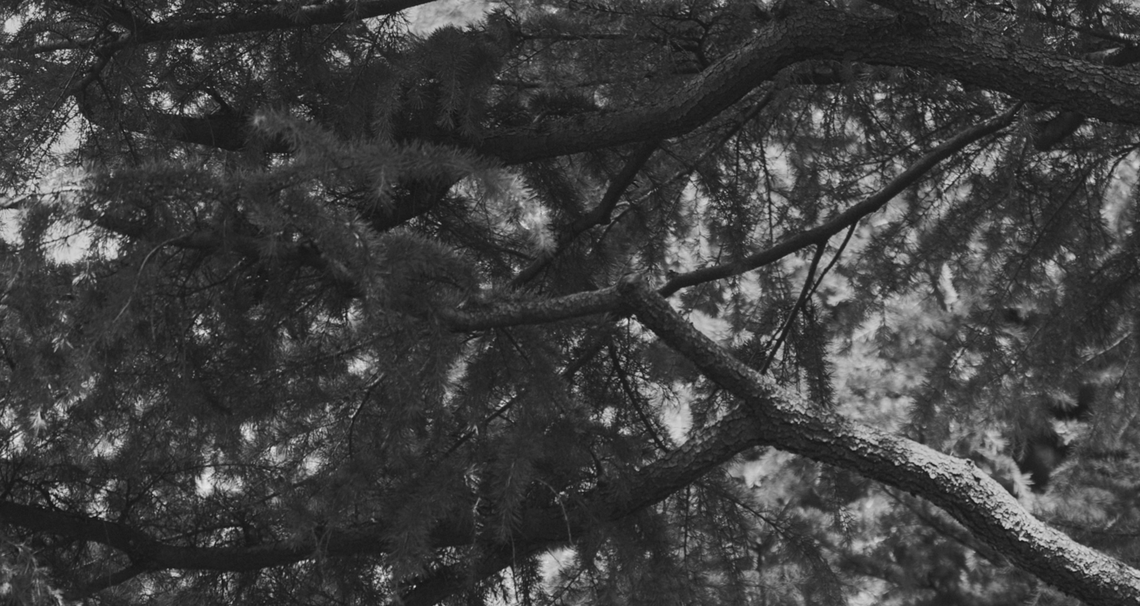 SEASON'S GREETINGS WINTER 2025